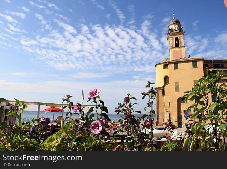 The camogli church and flowers that emphasize the beauty of this village overlooking the Ligurian Sea