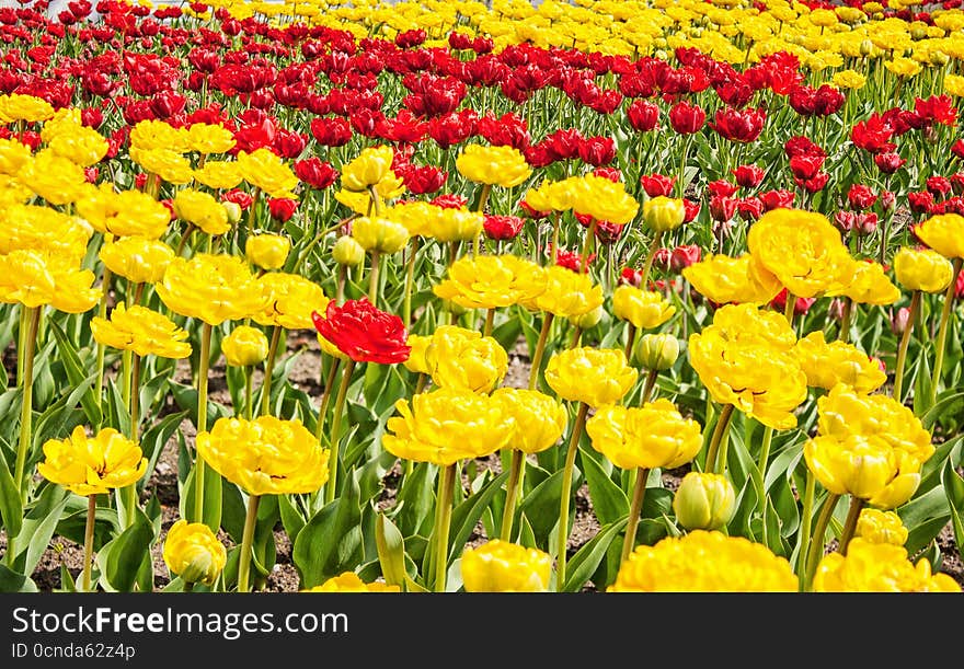 Red and yellow tulips growing in the flowerbed on sunny spring day