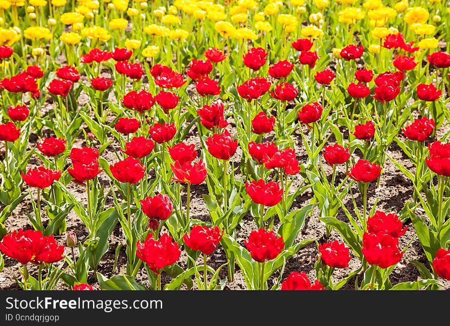 Yellow and red tulips