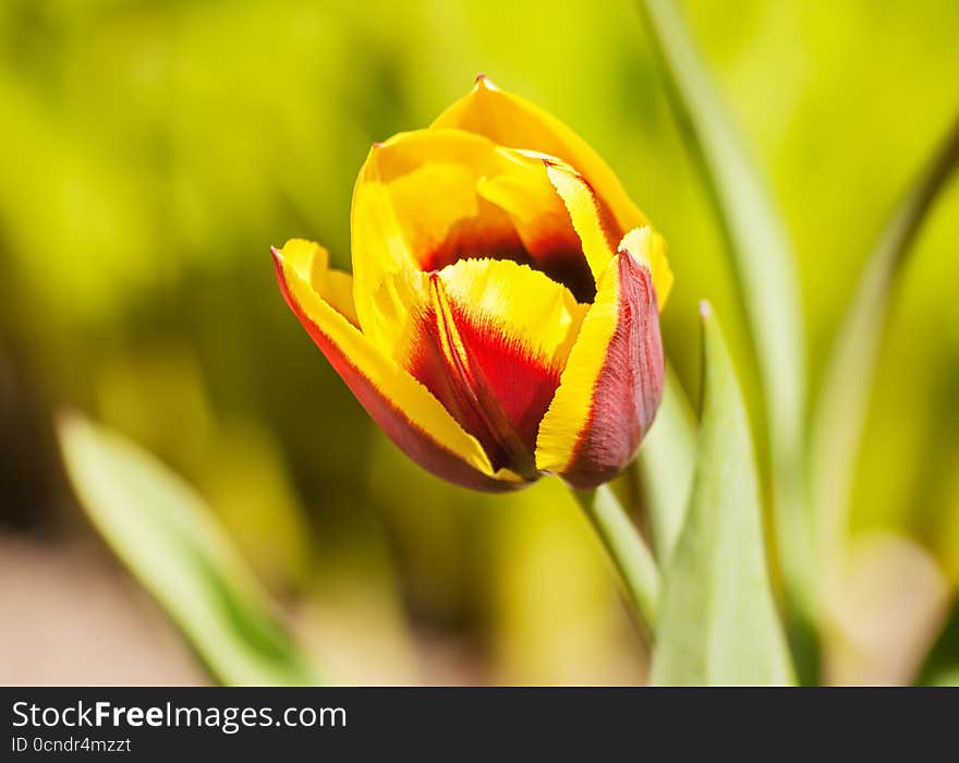 Red and yellow tulip growing in the garden closeup