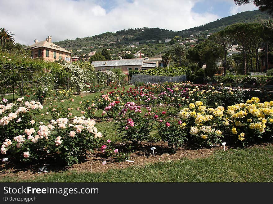 The rose garden of the nerves park