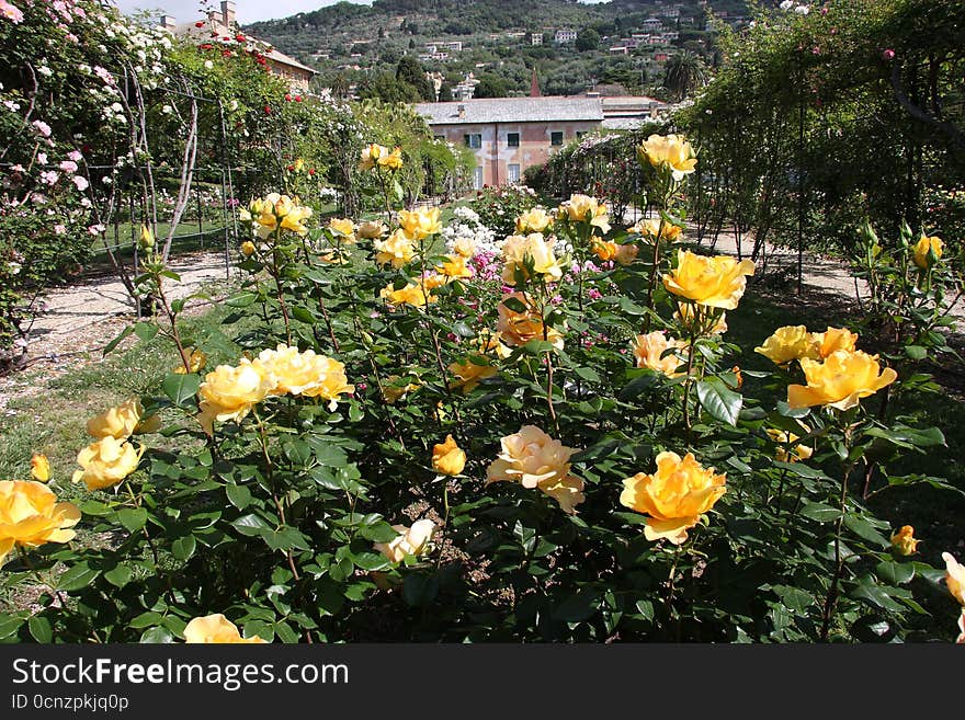 The rose garden of the nerves park