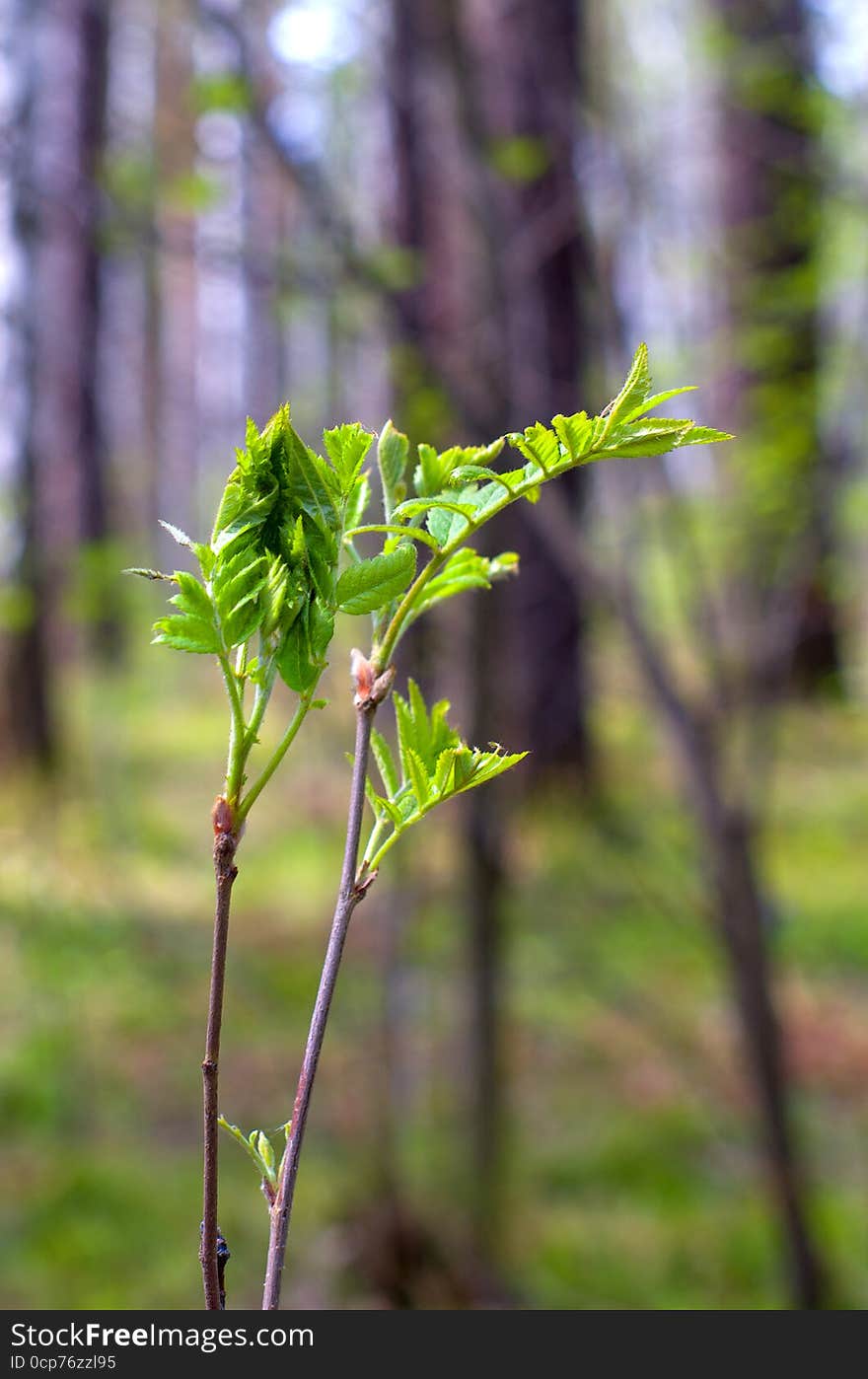 The beginning of spring. Bloom in the forest leaves. The beginning of spring. Bloom in the forest leaves.