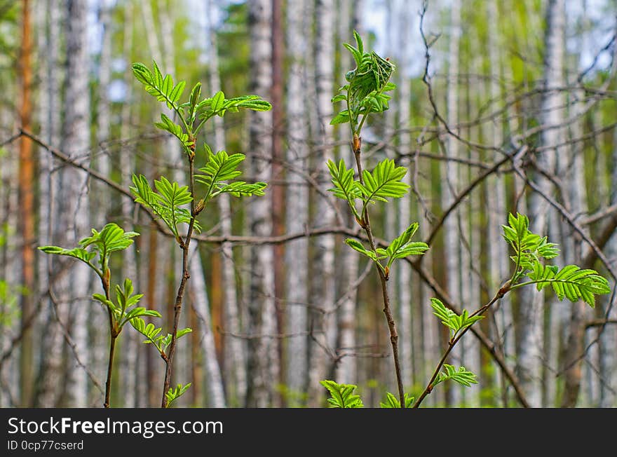 Young leaves