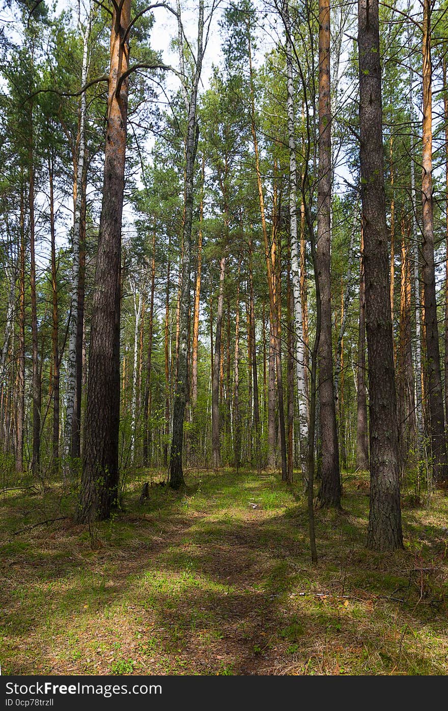 Forest Road