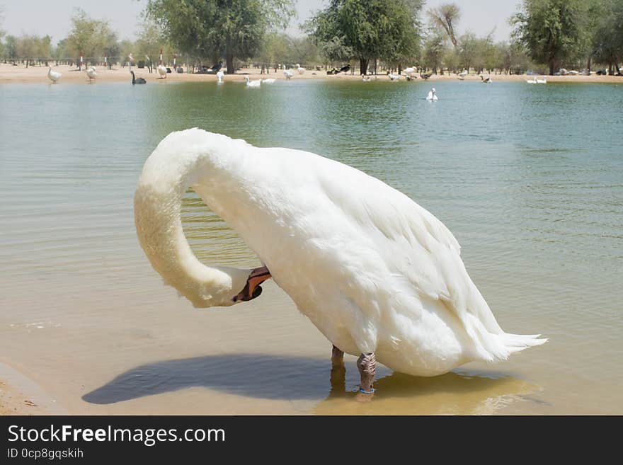 Amazing beautiful swan cleans his feather in the lake