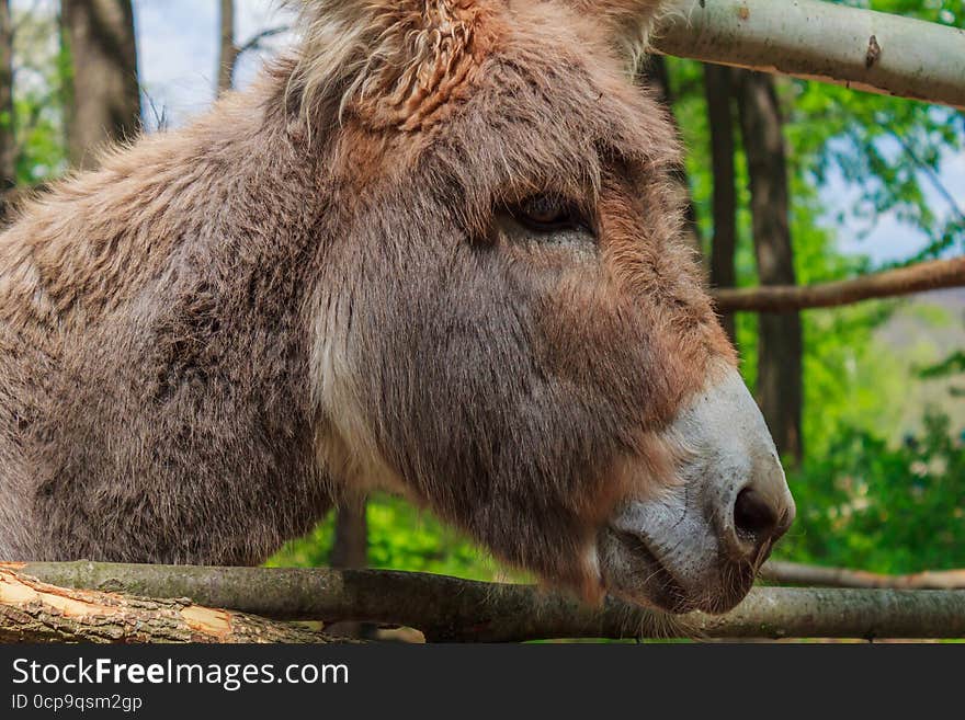 The donkey is a domesticated member of the horse family, Equidae.