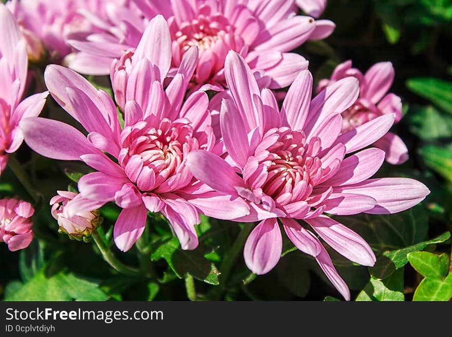 Pink chrysanthemums outside on sunny day closeup. Pink chrysanthemums outside on sunny day closeup