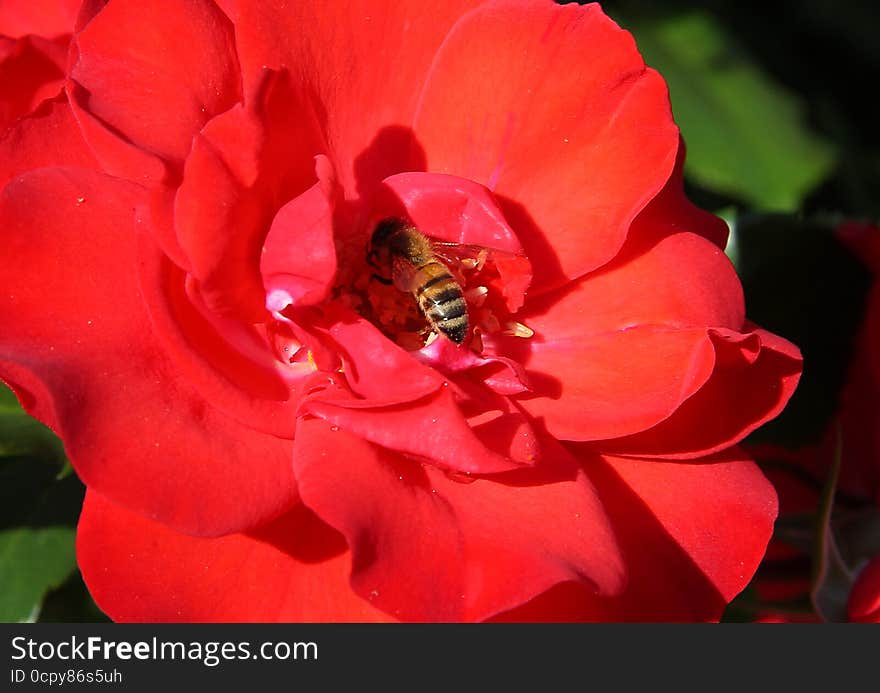 The bee inside the red rose that is pollinating