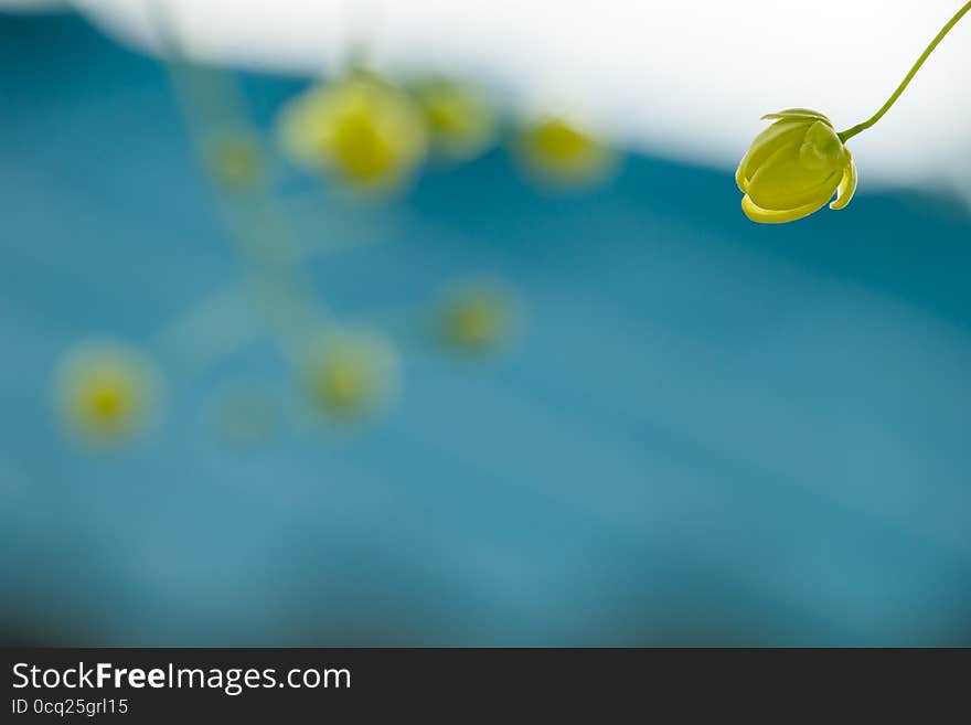 Yellow flowers