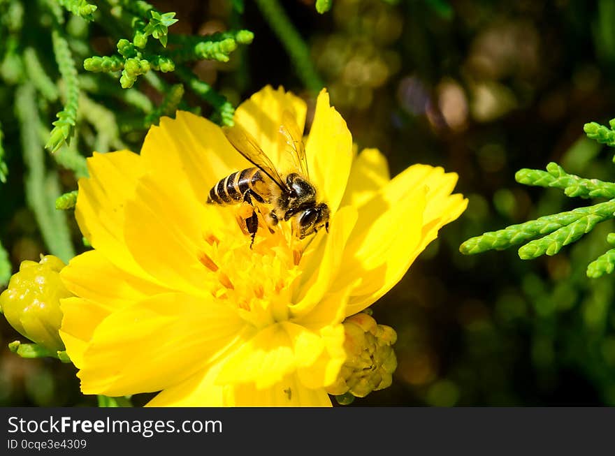 Bee on flower