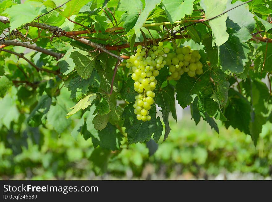 Green grapes in the garden