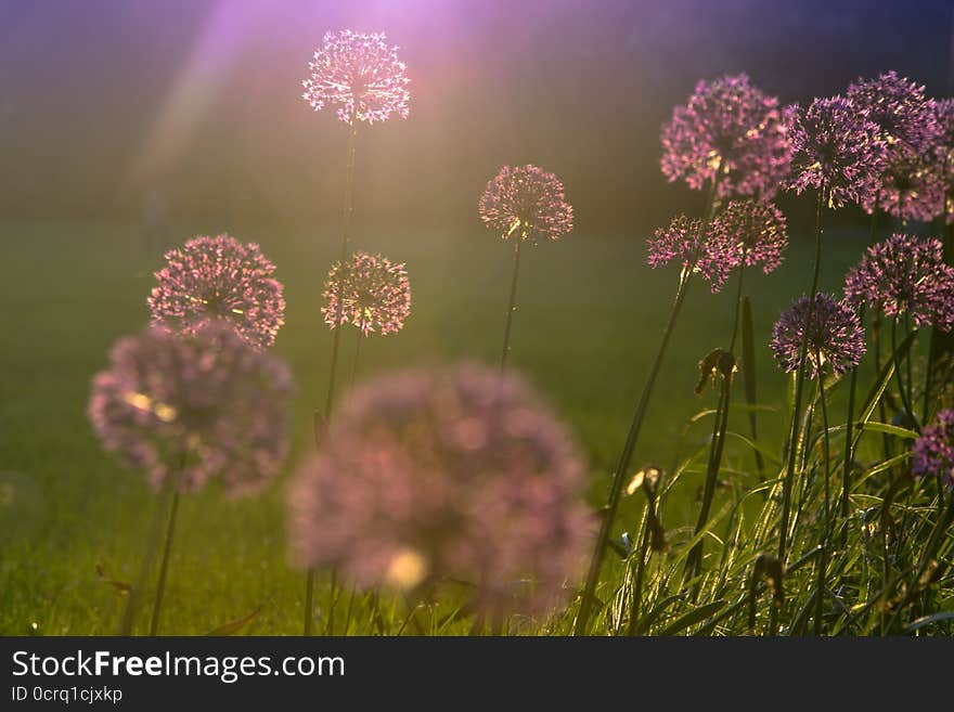 Flower , Czech Republic, Pardubice city