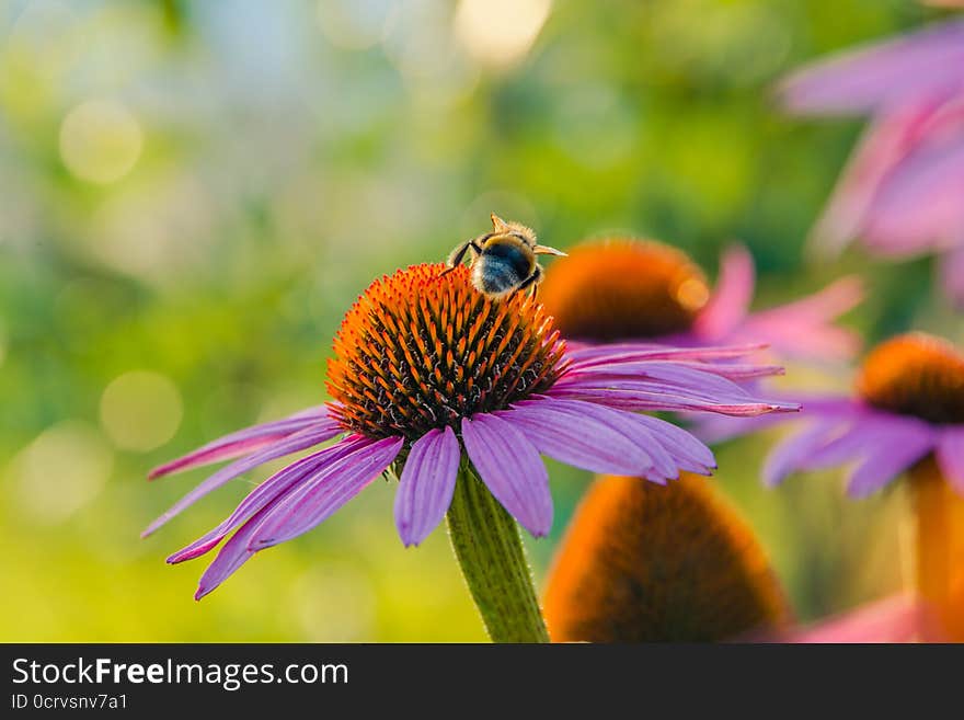 Shaggy bumblebee collects a nectar. Shaggy bumblebee collects a nectar