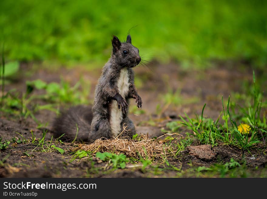 Wild Squirrel In The Woods