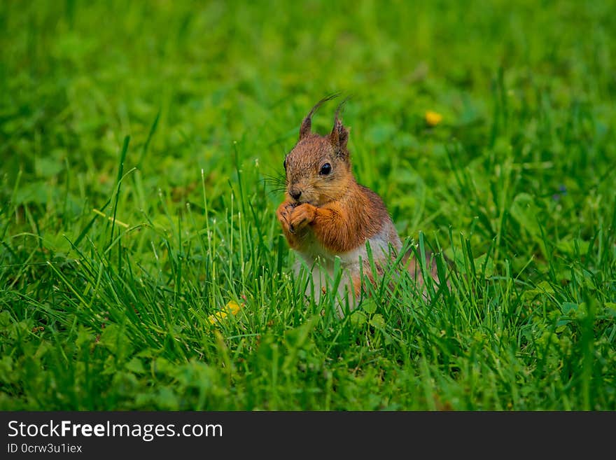 Wild Squirrel In The Woods