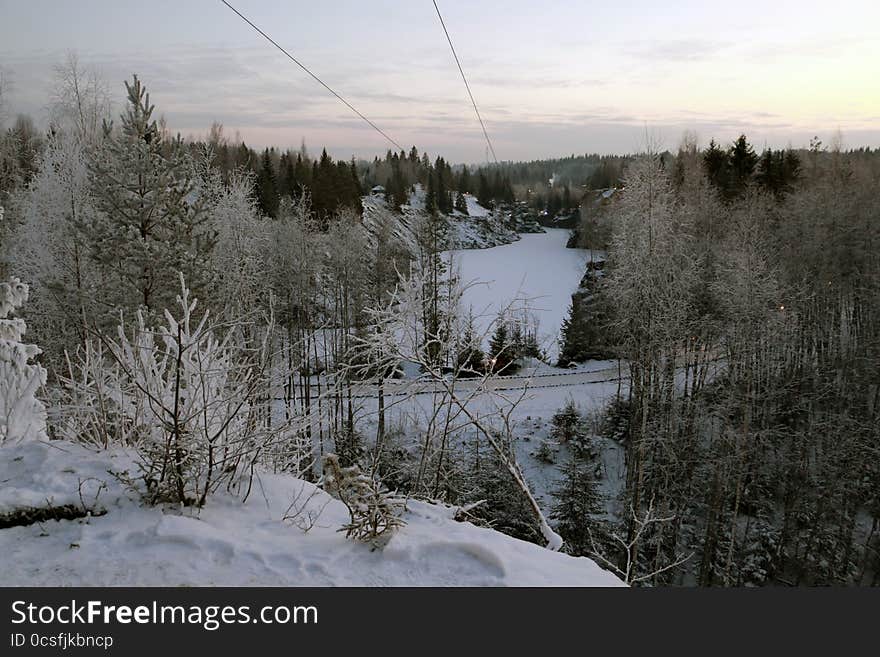 Trees in cold winter day