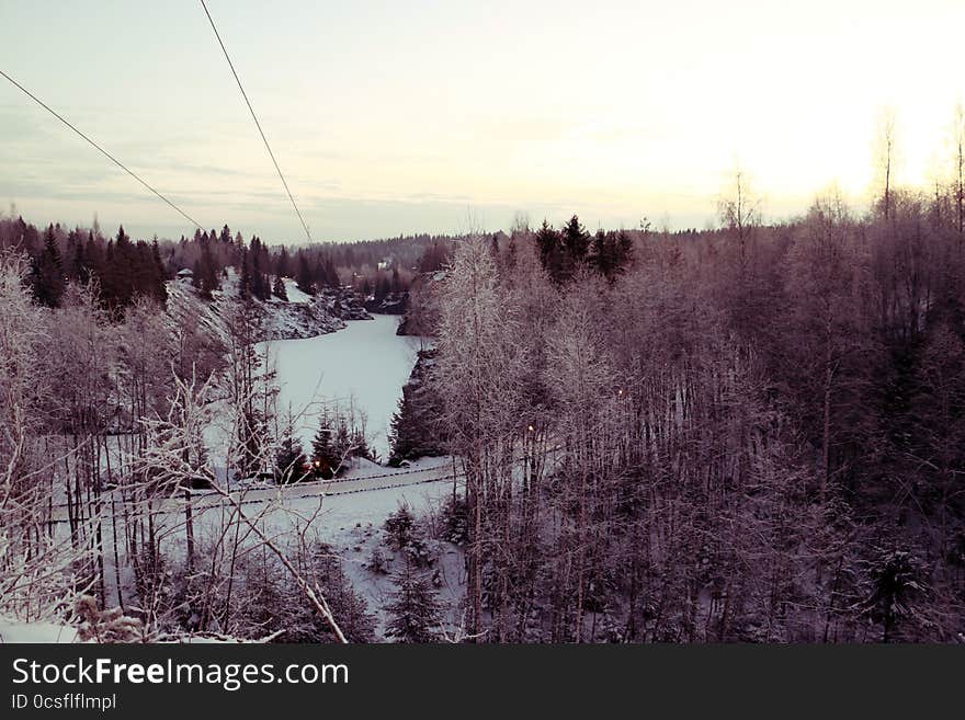 Trees In Cold Winter Day