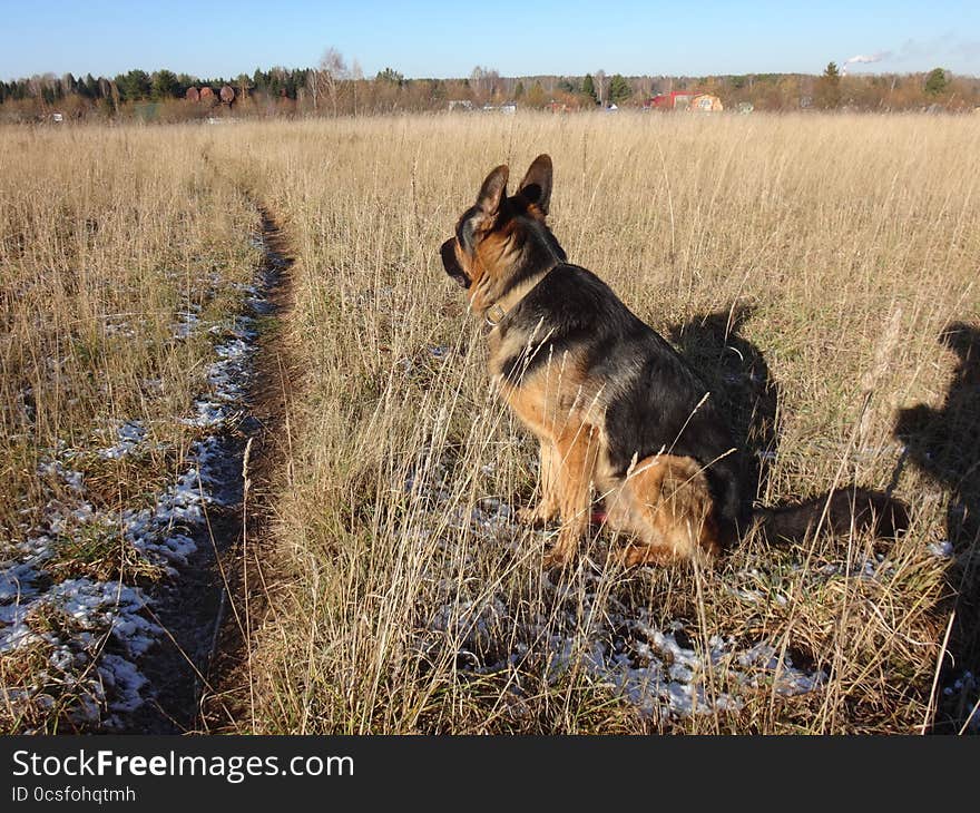 German Shepherd Dog In Sunny Autumn Day