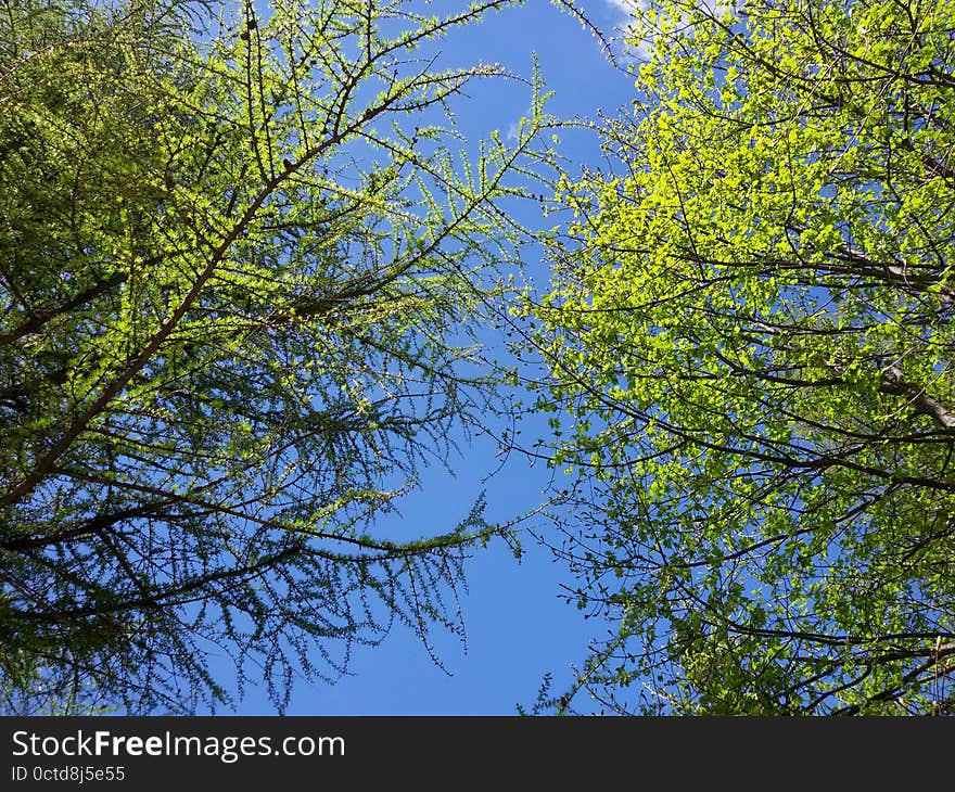 Leaves of trees against a blue sky. Leaves of trees against a blue sky.