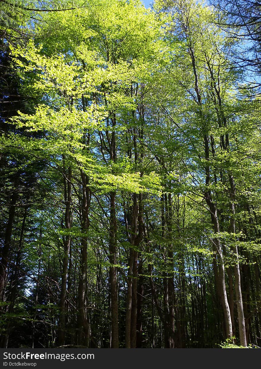 A picture of Beeches forest with young plants in Spring.