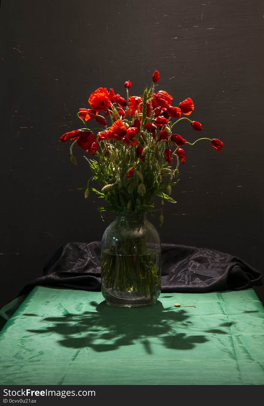 Poppy flowers on black background