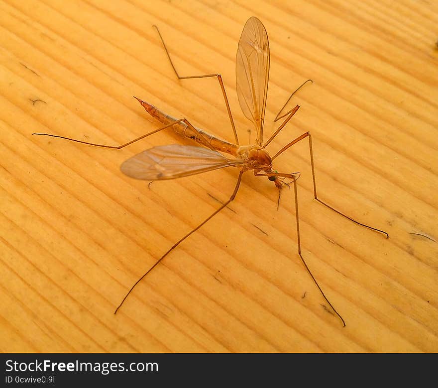 Dangerous large mosquito