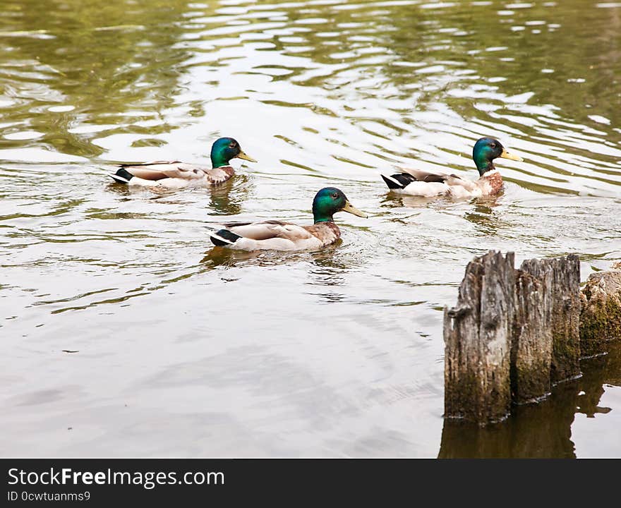 Three ducks swimming in a pond on sunny summer day