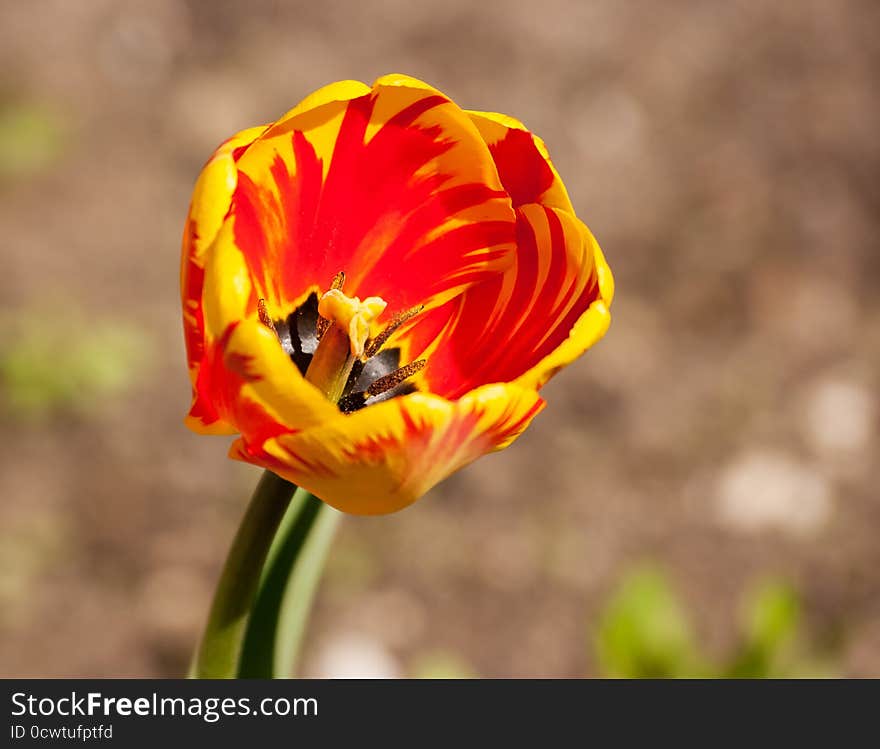 Red And Yellow Tulip