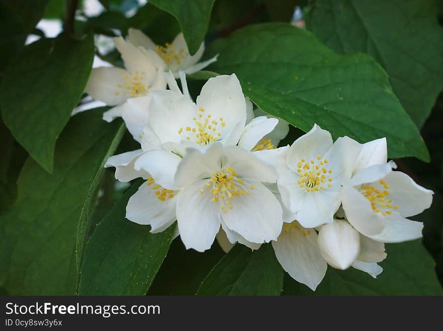 Closeup of branch of white flowers similar to Jasmine