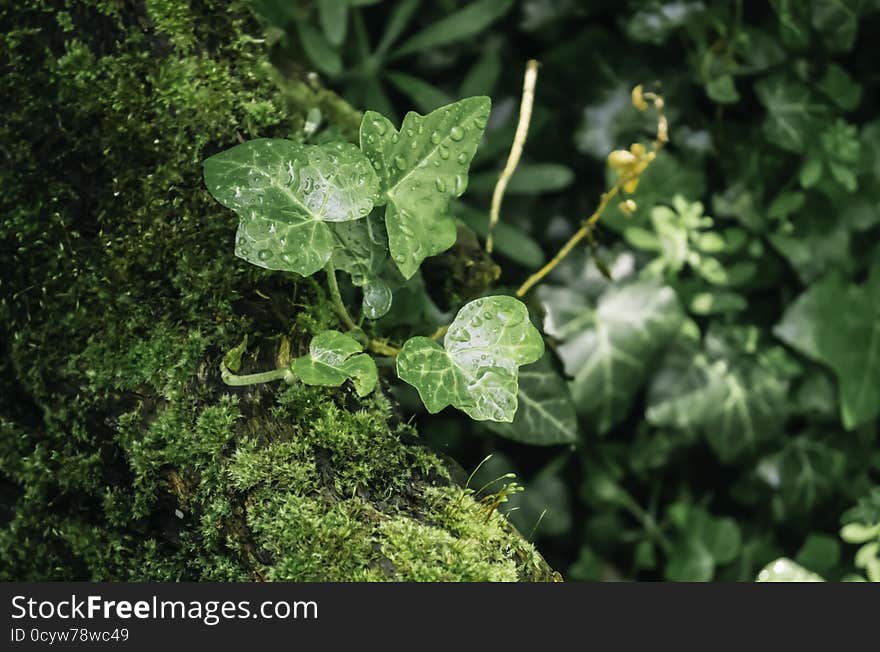 Leaves On Moss