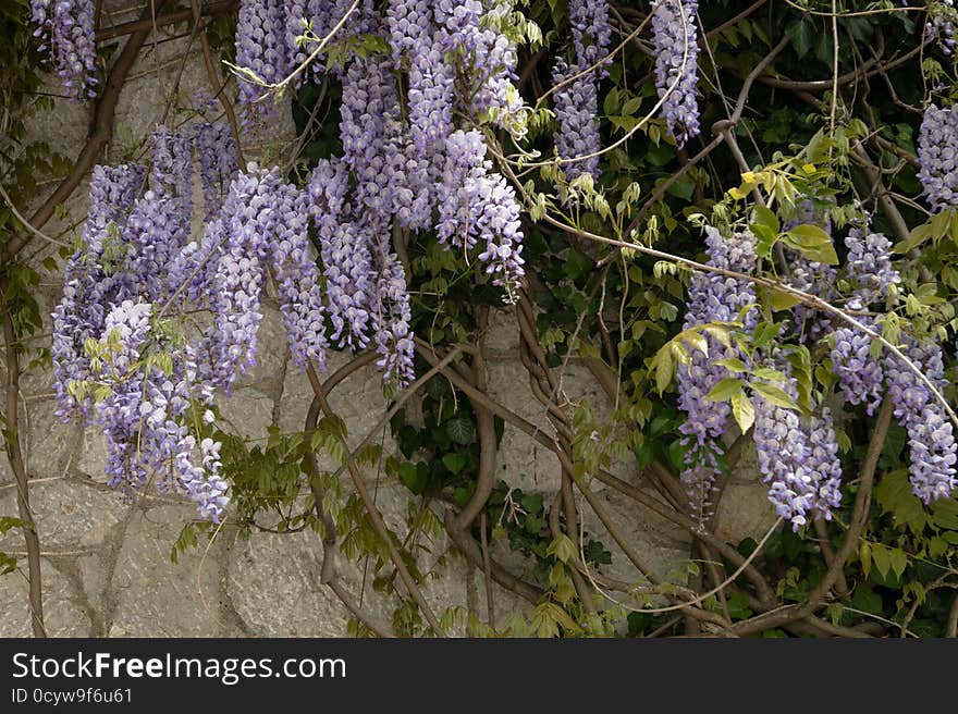 Wisteria on the wall