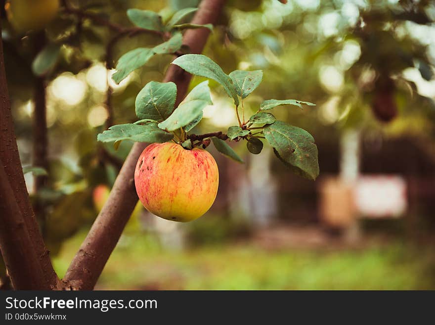 Red apple on branch in the fruit garden. Red apple on branch in the fruit garden