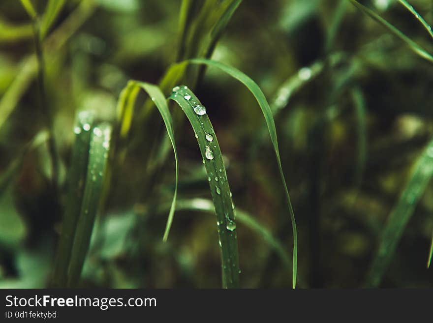 Grass with rain drops macro