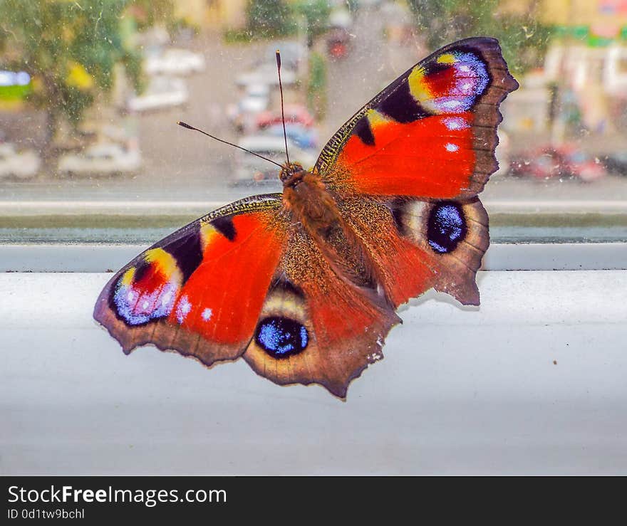 Picture with beautiful vibrant insect butterfly on the window. Picture with beautiful vibrant insect butterfly on the window