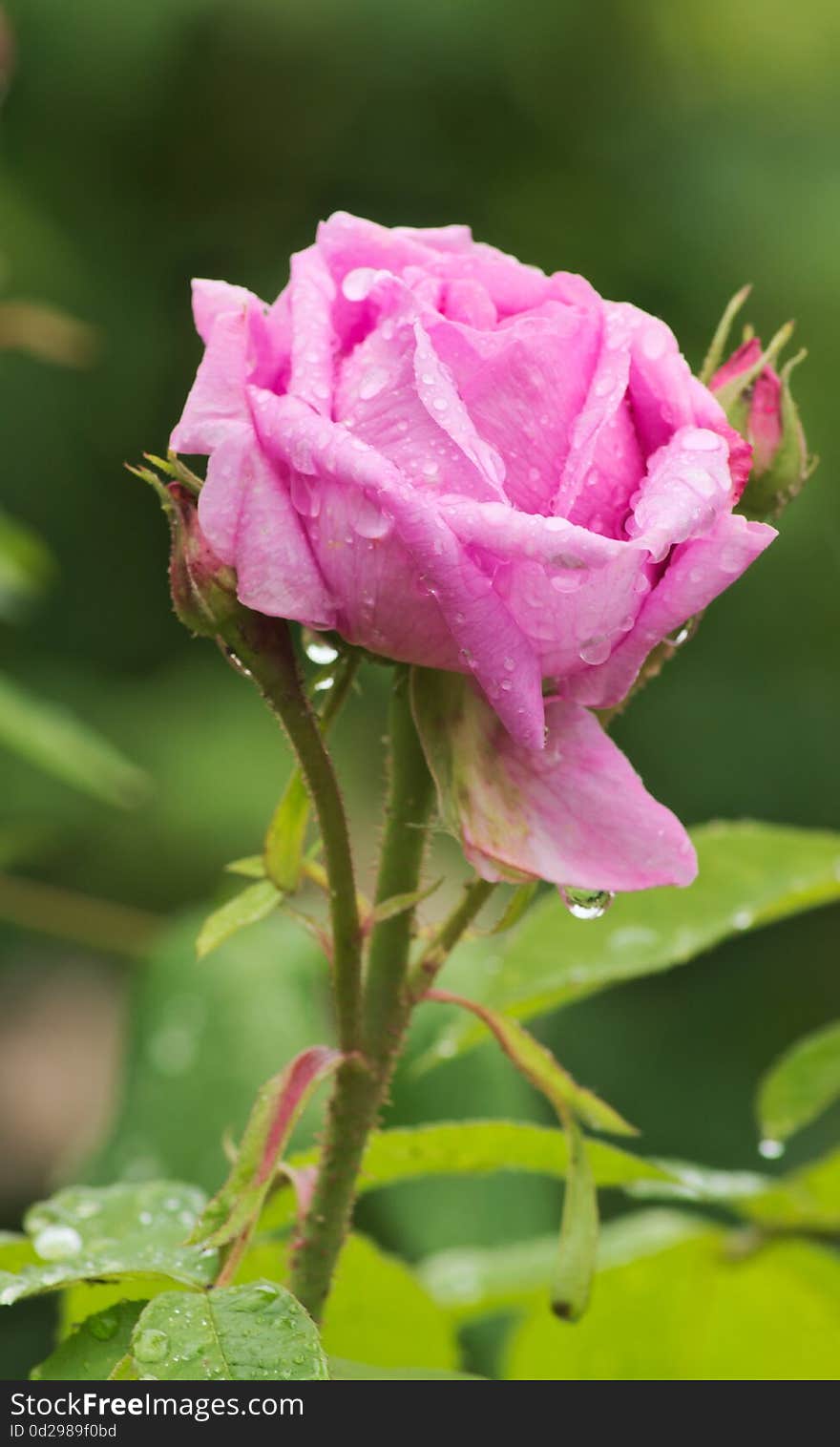 Pink Rose in the rain