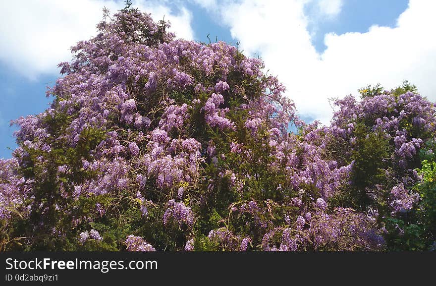 A big beautiful flowering plant of Wisteria.