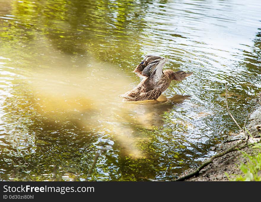 Duck flaps its wings at the lake