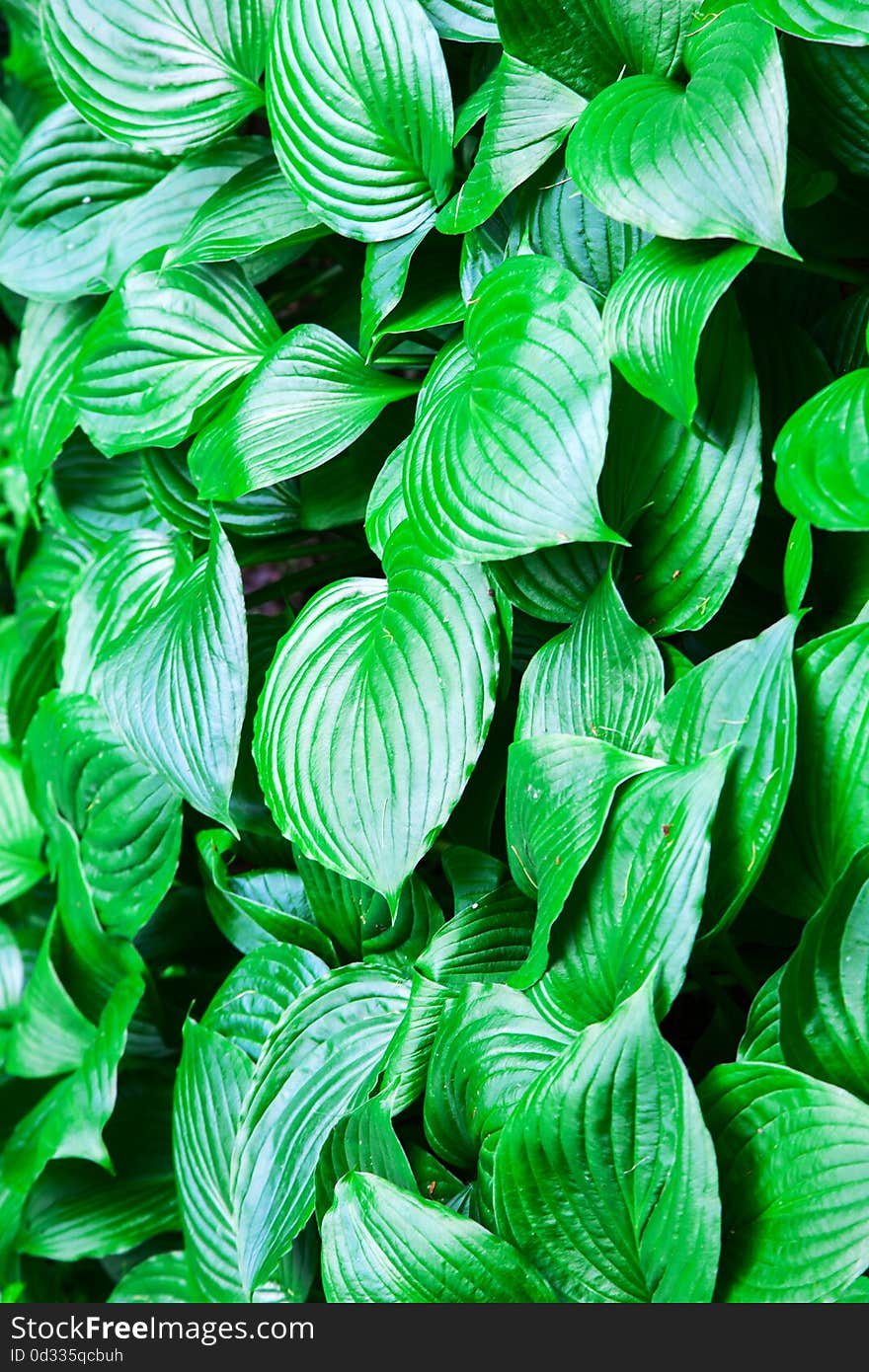 Large bright green leaves outside on summer closeup. Large bright green leaves outside on summer closeup