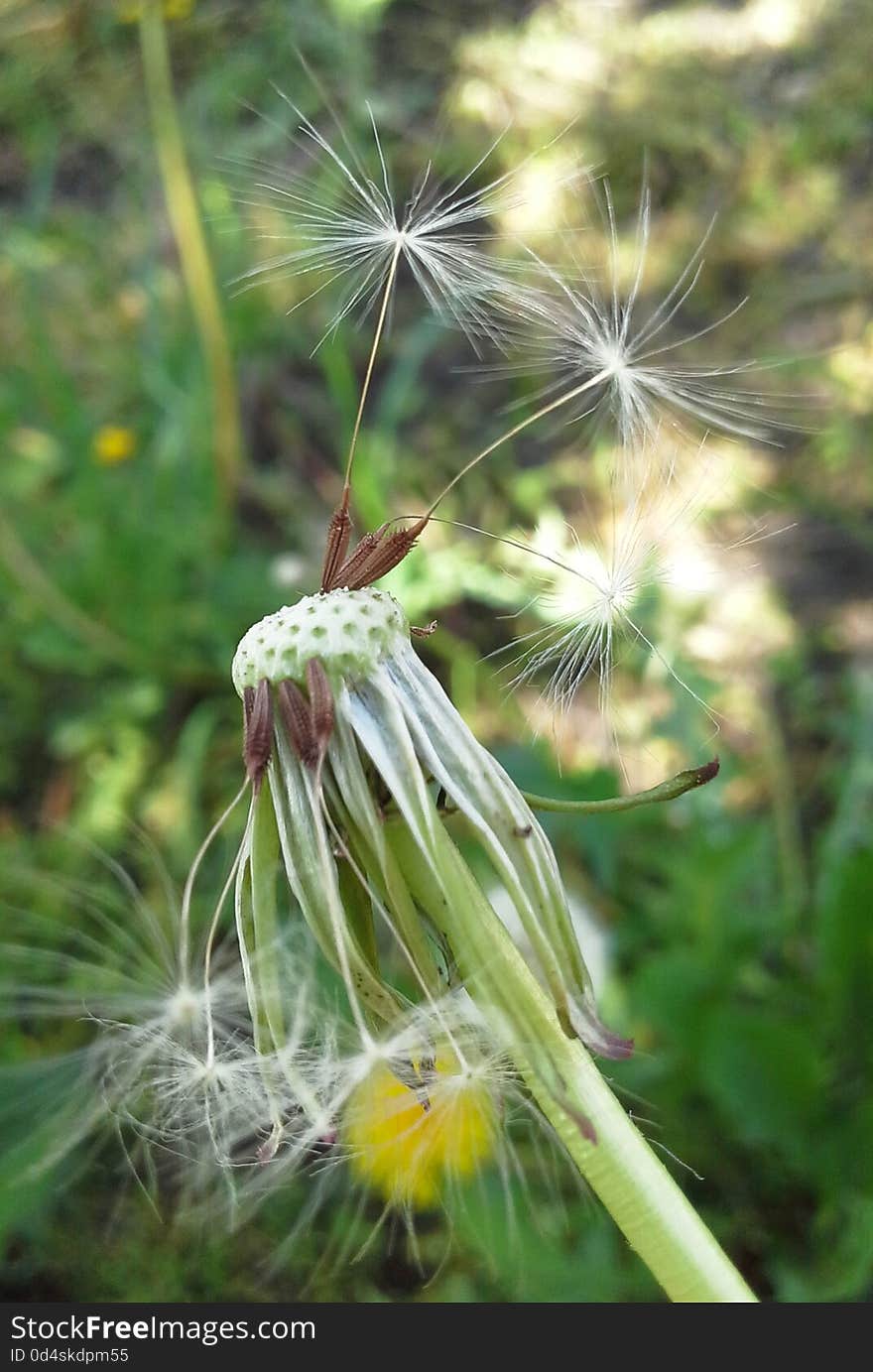 Sweet little flower has changed and gone with the Wind