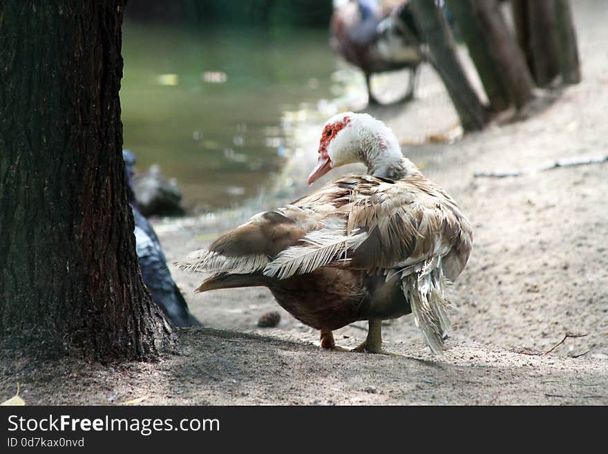 Muscovy duck standing near the pond