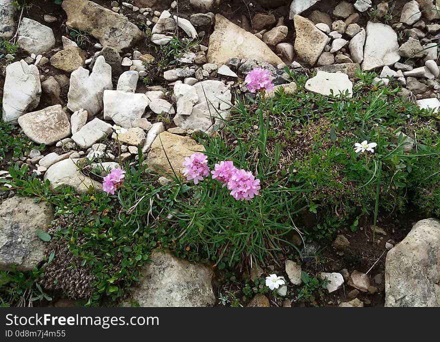 Wild pink flower