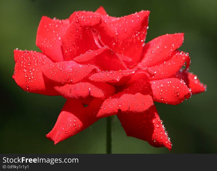 Red rose with water droplets on a dark background in a botanical garden. Red rose with water droplets on a dark background in a botanical garden