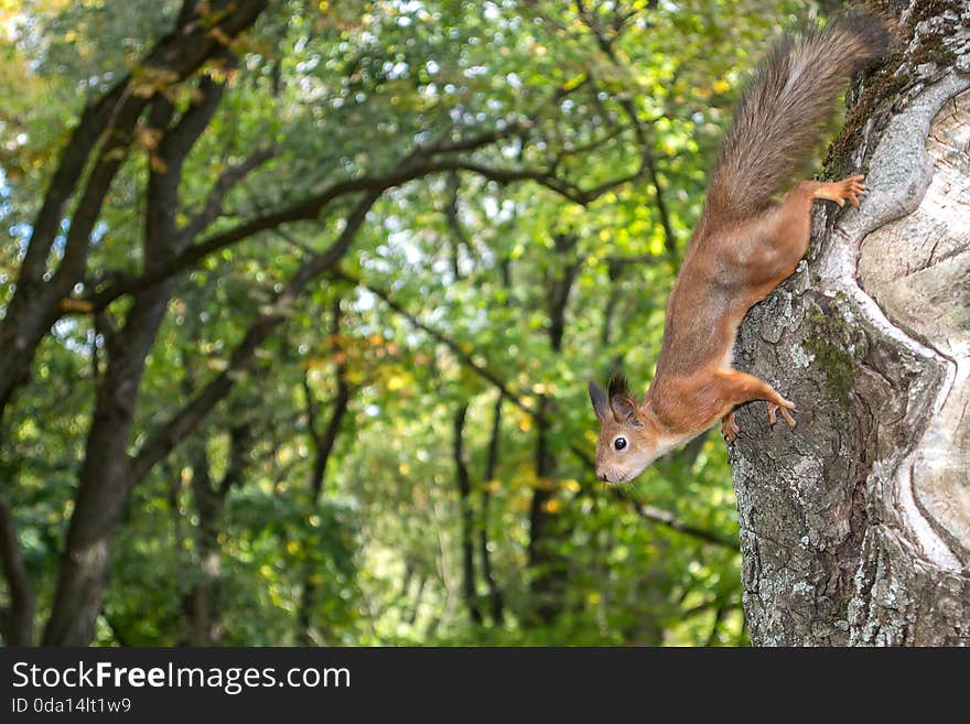 Squirrel on  a tree in the park