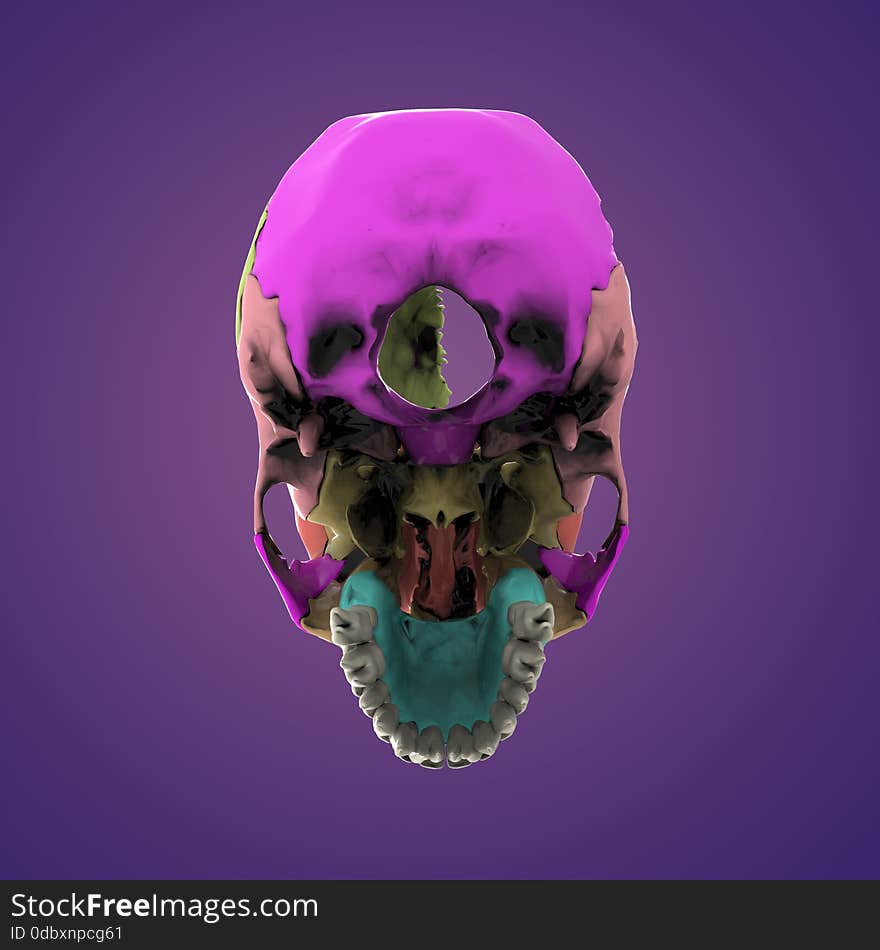 3d rendered illustration - human skull anatomy