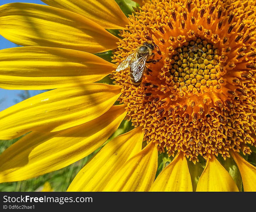 Bee Pollinate Sunflowers In Summer