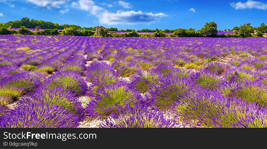 Lavender field in Provance