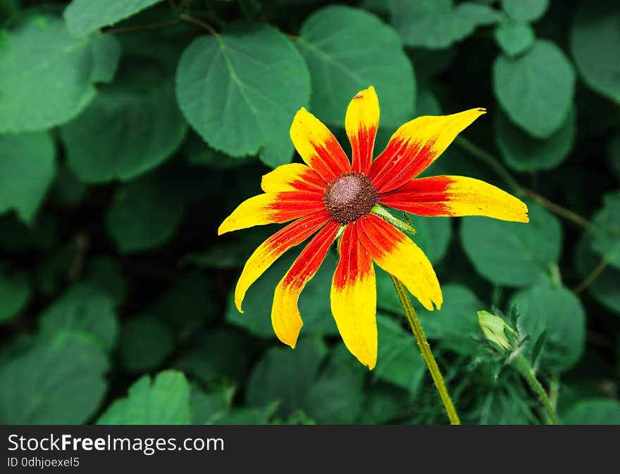 Yellow-red flower closeup