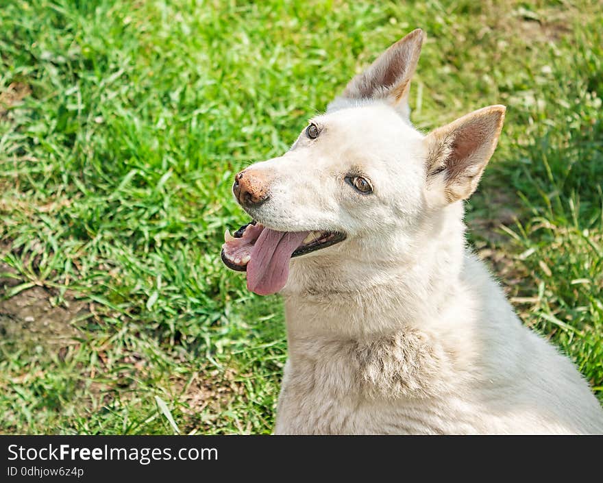 White Husky Sitting On The Grass