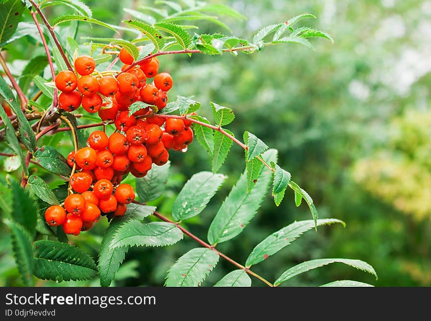 Bunch Of Rowan With Raindrops